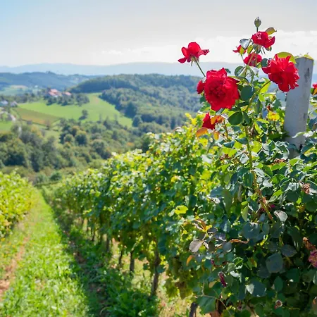 Vineyard Mehak Počitniška hiša *